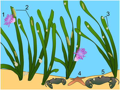 شكل 3 - أمثلة على بعض الكائنات الحية اللافقارية التي تدعمها مروج الأعشاب البحرية: (1) شقائق النعمان الراسية على الأعشاب البحرية من أجل الحصول على الغذاء؛ (2) متساويات الأرجل (من القشريات الصغيرة)؛ (3) بطنيات الأرجل (حلزون البحر) التي ترتع على طول أوراق الأعشاب البحرية؛ (4) نجم البحر الذي يتخذ أوراق الاعشاب البحرية كمأوى له؛ (5) السلطعون (من القشريات الكبيرة) الباحث عن الطعام بين أوراق الأعشاب البحرية.