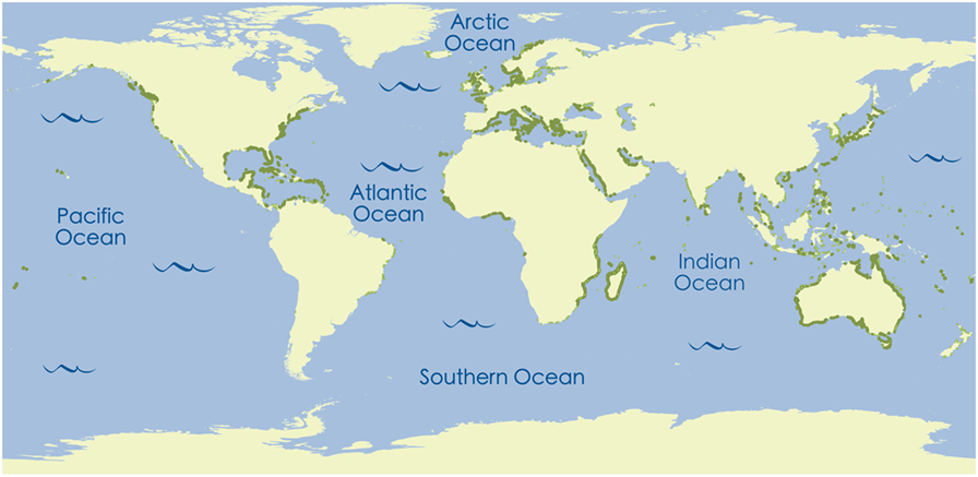 شكل 4 - التوزيع العالمي لمروج الأعشاب البحرية (مواقع الأعشاب البحرية موضحة بالنقاط الخضراء).