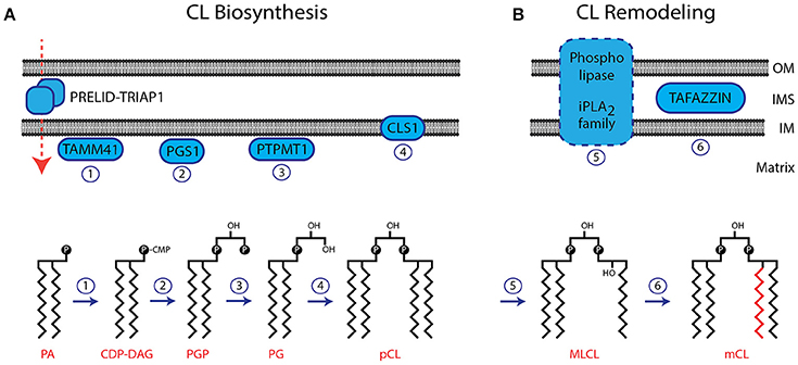 Frontiers Role Of Cardiolipin In Mitochondrial Signaling Pathways Cell And Developmental Biology