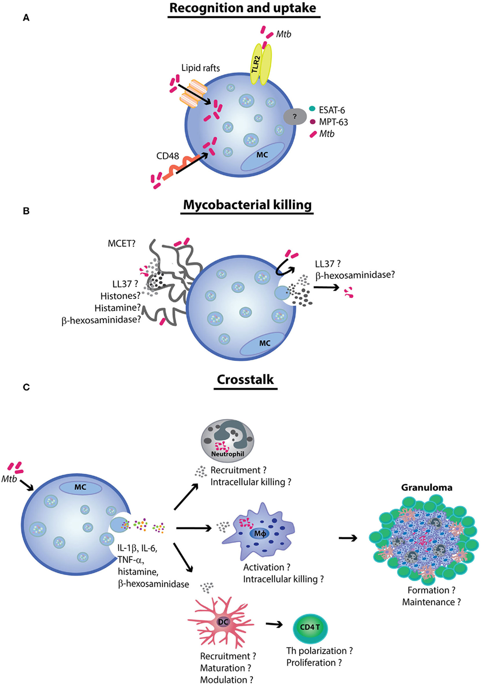 Frontiers  The Role of Mast Cells in Tuberculosis: Orchestrating