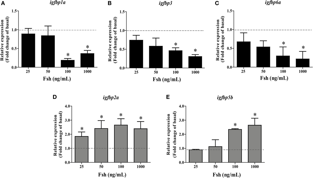 Frontiers | Follicle-Stimulating Hormone Regulates igfbp