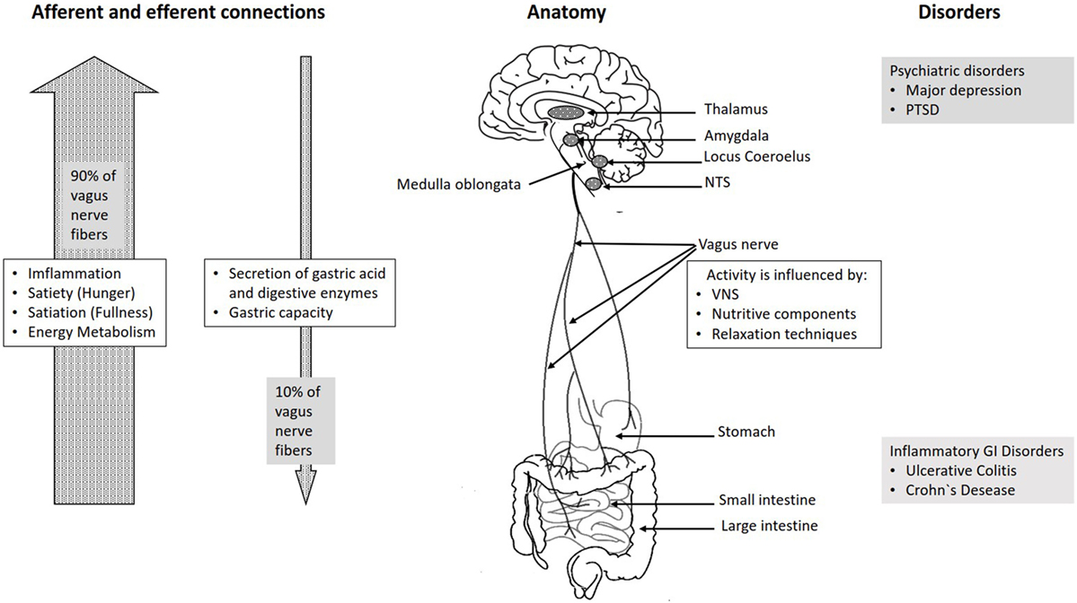 Reflexology Chart Vagus Nerve