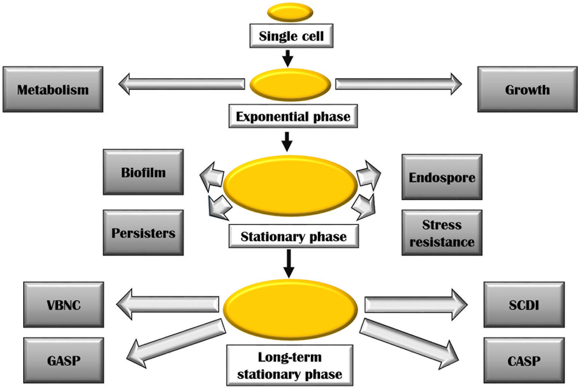Frontiers Molecular Basis Of Stationary Phase Survival And Applications