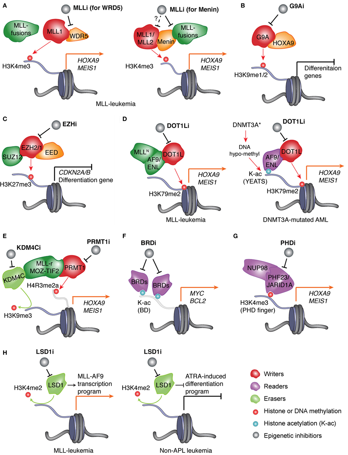 Recent Progress of Small Molecule Menin–MLL Interaction Inhibitors as  Therapeutic Agents for Acute Leukemia