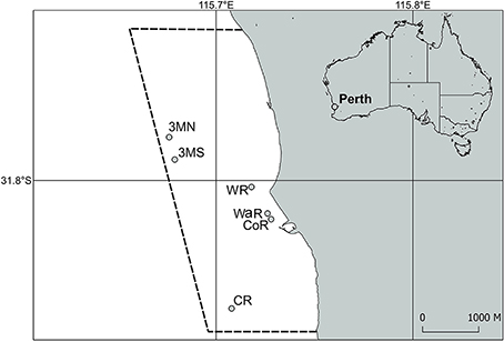 Frontiers | High Latitude Corals Tolerate Severe Cold Spell