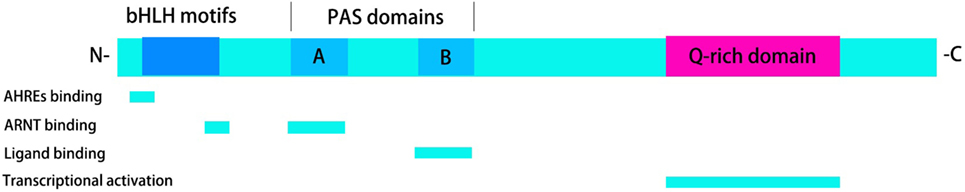 www.frontiersin.org