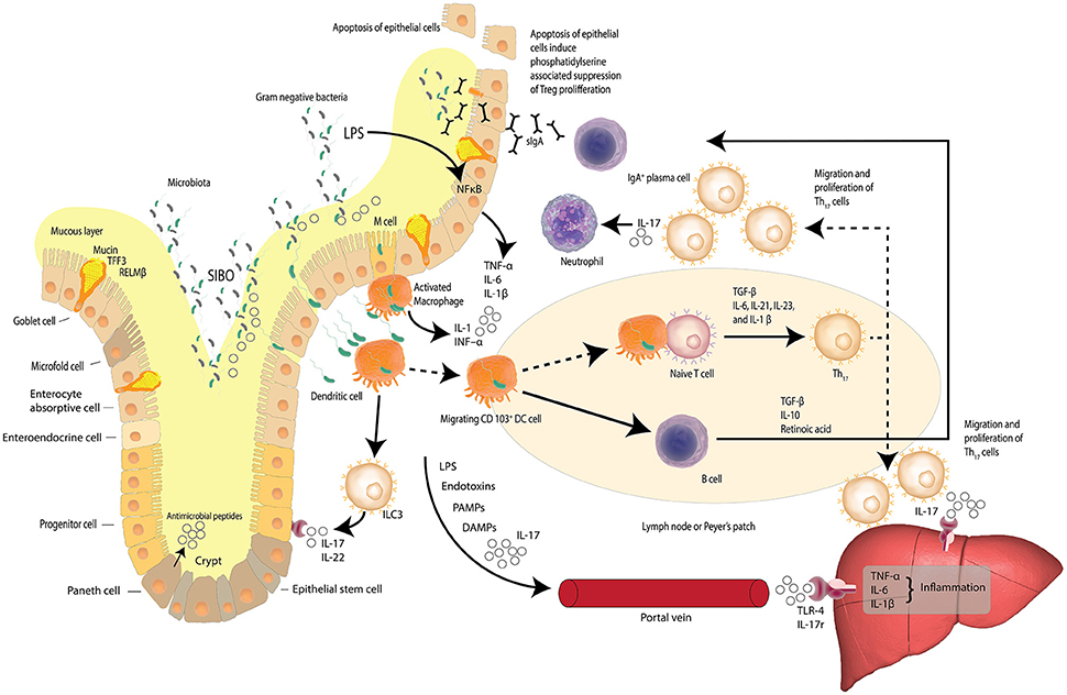 dysbiosis nafld a gömbférgek emberi paraziták