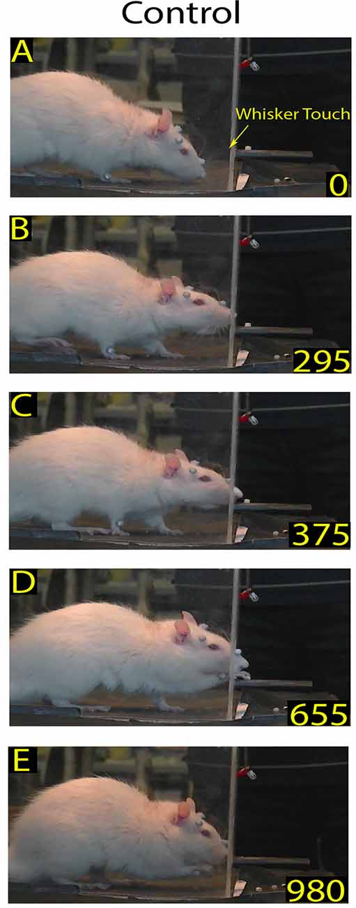 Frontiers  Whisker and Nose Tactile Sense Guide Rat Behavior in a Skilled  Reaching Task