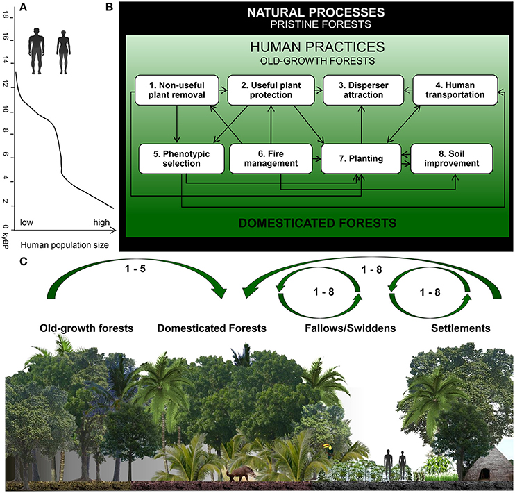 Frontiers Fire Occurrence Mediates Small-Mammal Seed Removal of Native Tree Species in a Neotropical Savanna