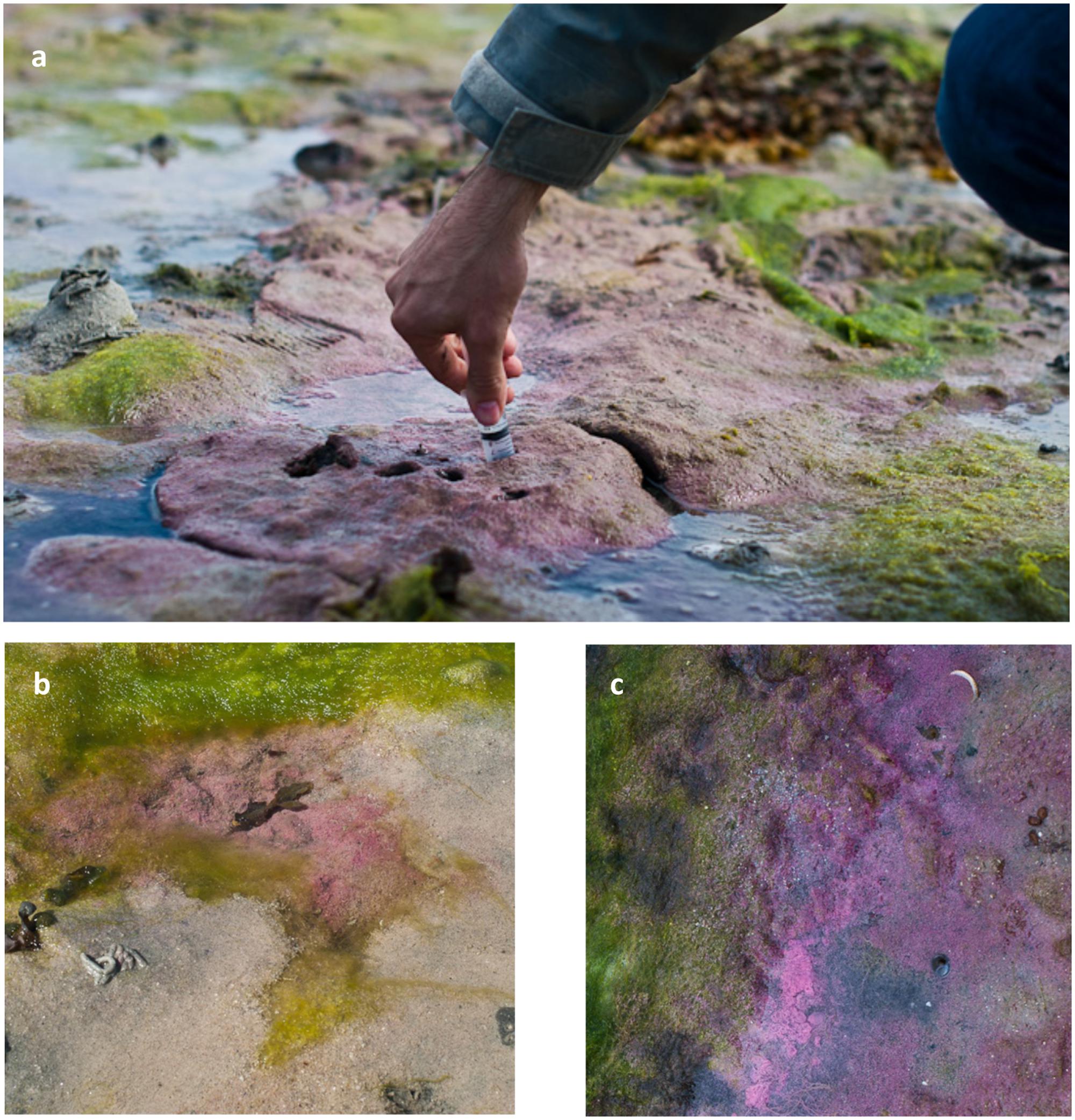 purple sulfur bacteria