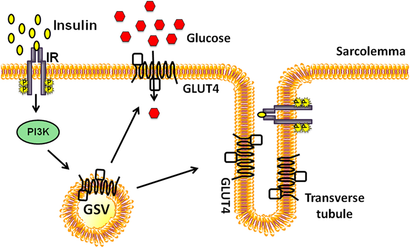 how insulin signals a cell to take in glucose