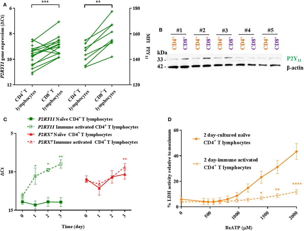 Human P2Y11 Expression Level Affects Human P2X7 Receptor-Mediated Cell Death