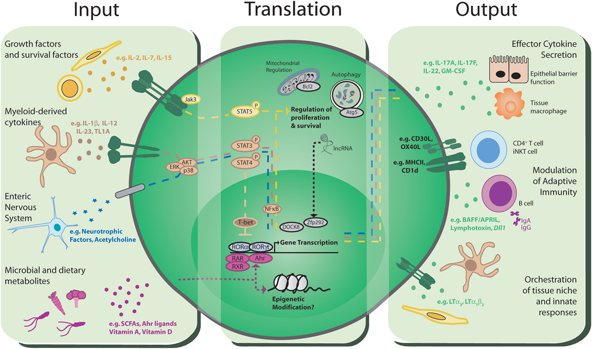 Frontiers Neuroimmune Interactions and Rhythmic Regulation of Innate Lymphoid Cells