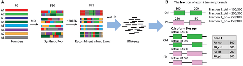 Frontiers | Identification of Splicing Quantitative Trait Loci (sQTL ...