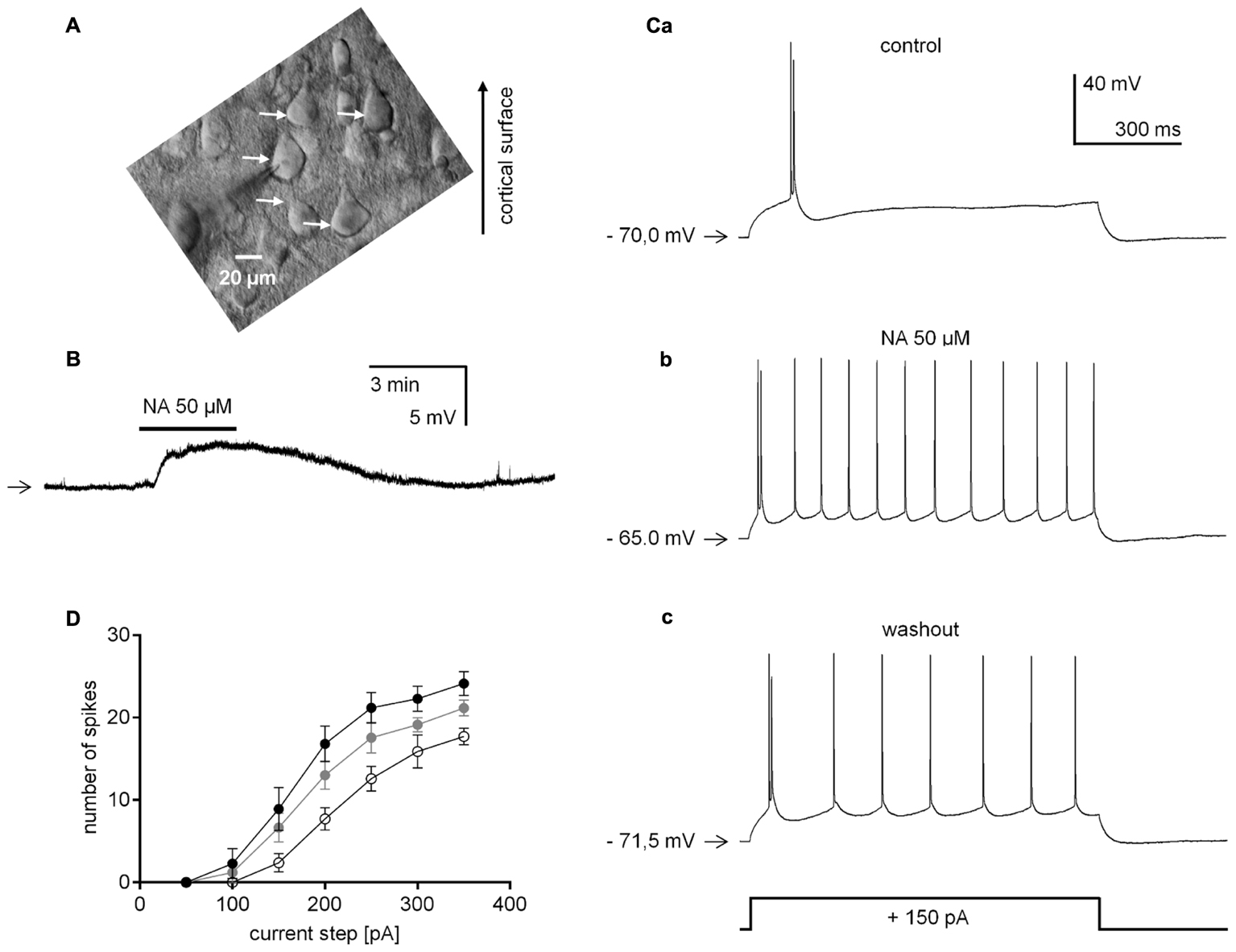 The Chemokine CCL2 Increases Nav1.8 Sodium Channel Activity in Primary  Sensory Neurons through a Gβγ-Dependent Mechanism