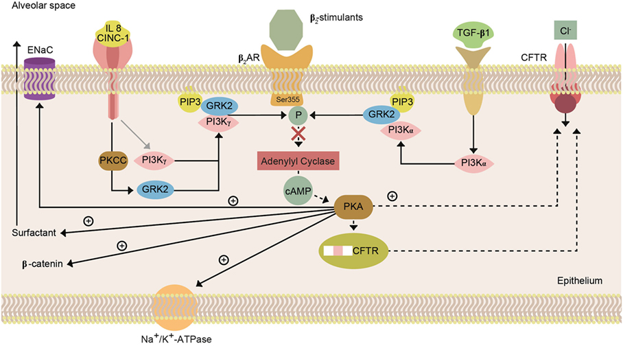 Frontiers | Cytokine–Ion Channel Interactions in Pulmonary Frontiers | Cytokine–Ion Channel Interactions in Pulmonary