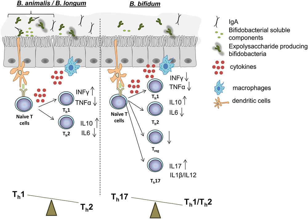 Frontiers Bifidobacteria And Their Molecular Communication With The Immune System Microbiology