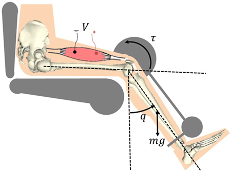 Modified neuromuscular electrical stimulation system can track the