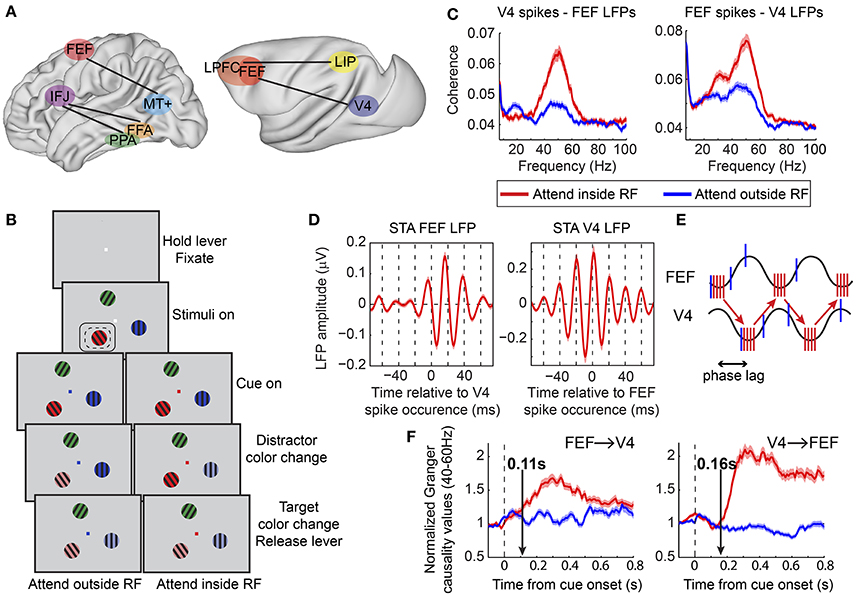 Top-down signal from prefrontal cortex in executive control of memory  retrieval