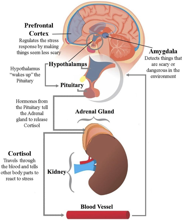 איור 1 - ציר ההיפותלמוס-בלוטת יותרת המוח-בלוטת יותרת הכליה (HPA) פועל להפרשת קורטיזול אל זרם הדם.