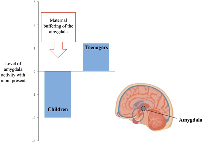 איור 2 - המחקר [2] השווה בין מוחות של ילדים למוחות של בני נוער, בזמן שצפו בפנים המביעות רגשות.