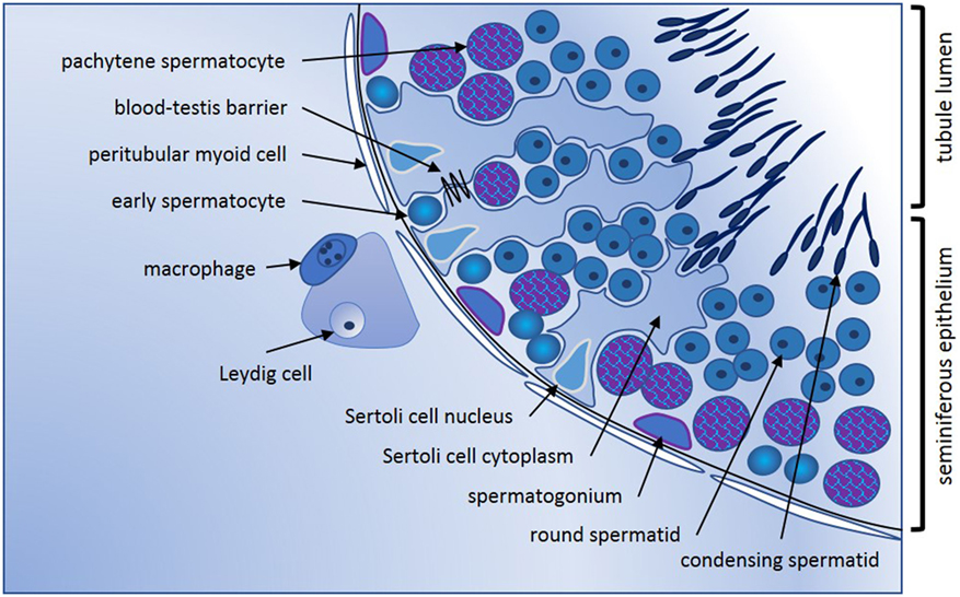 Morphology of Leydig cells in the testes after in vivo MCP-1 treatment.