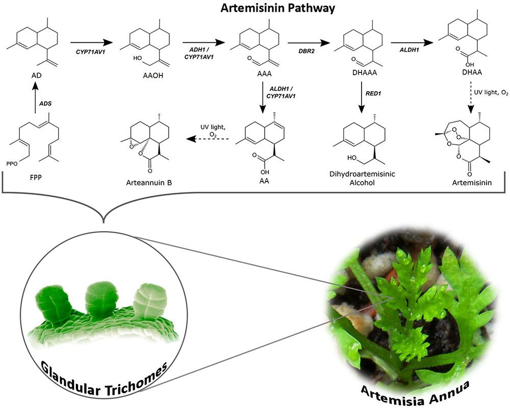 Artemisia annua - Wikipedia