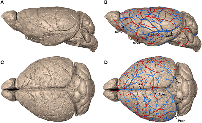 Transverse Sagittal And Coronal Imaging Of Nude Mice Bearing A ...