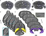 mouse brain xsection mouse brain xsection