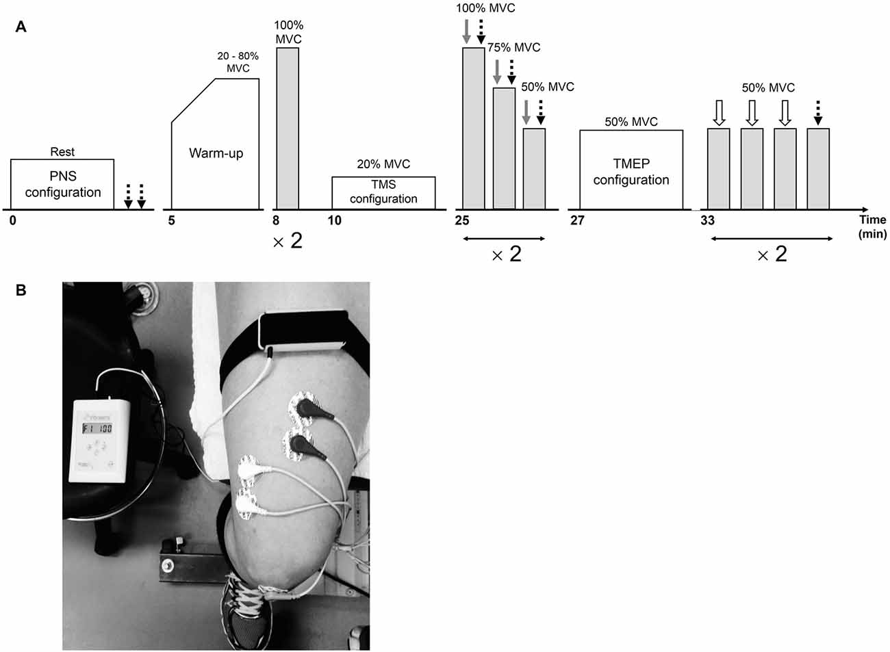 Influence of caffeine on the maximal isometric and concentric force  produced by skinned fibers