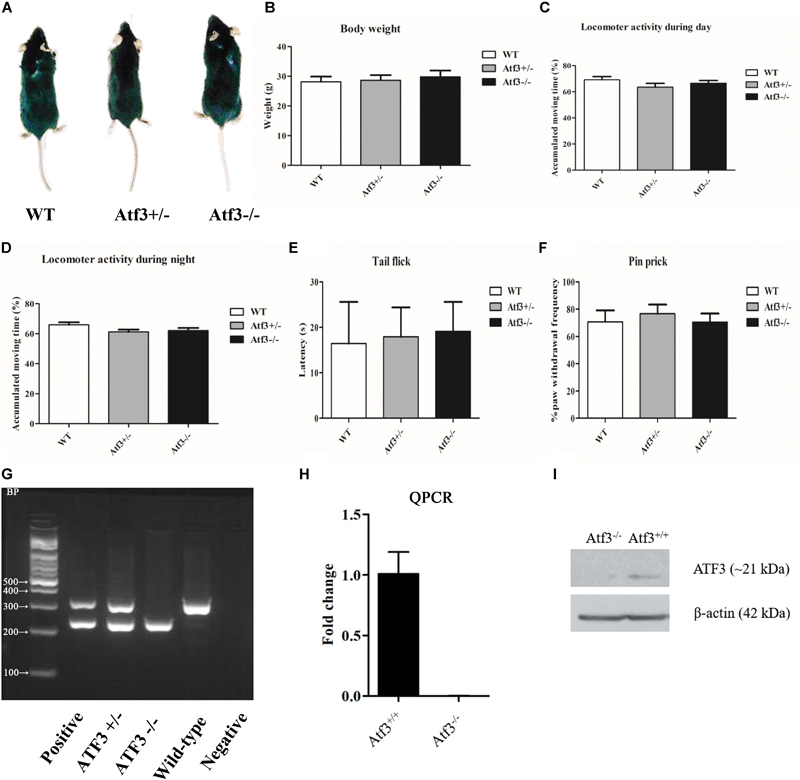 Frontiers The Activating Transcription Factor 3 (Atf3) Homozygous Knockout Mice Enhanced Conditioned Fear and Down Regulation Hippocampal GELSOLIN | Molecular Neuroscience