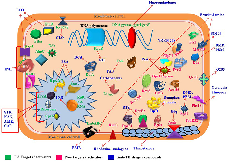 Frontiers Molecular Targets Related Drug Resistance Mechanisms In Mdr Xdr And Tdr Mycobacterium Tuberculosis Strains Cellular And Infection Microbiology