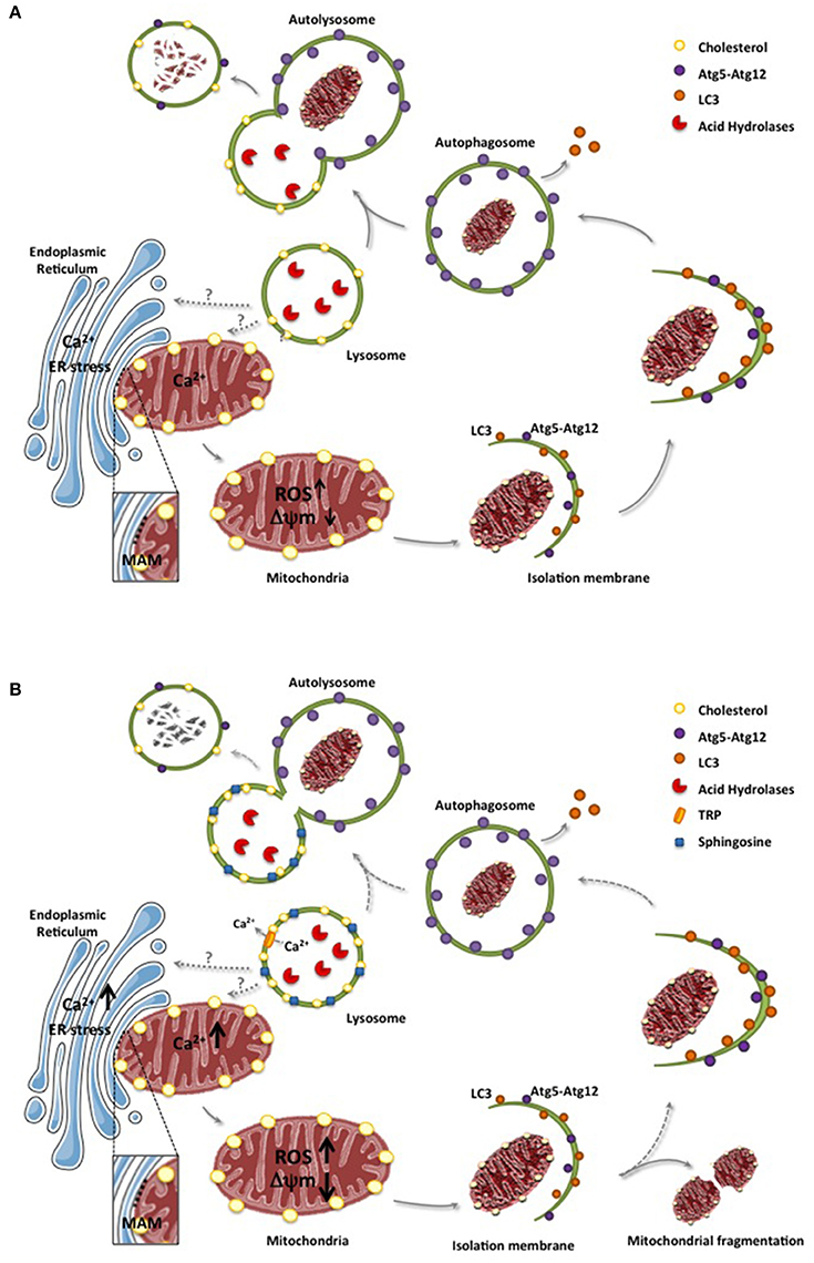 Frontiers  Lysosomal and Mitochondrial Liaisons in Niemann-Pick