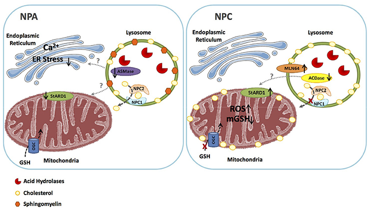 Morphology of Niemann-Pick type C metabolic storage disorder