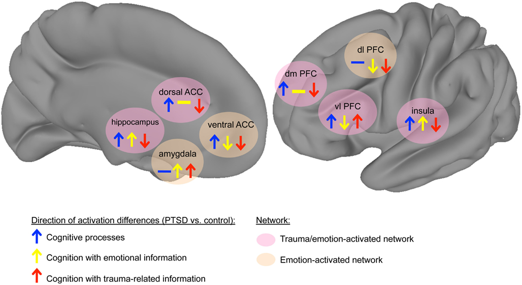 Frontiers Neural Systems for Cognitive and Emotional Processing in Posttraumatic Stress Disorder