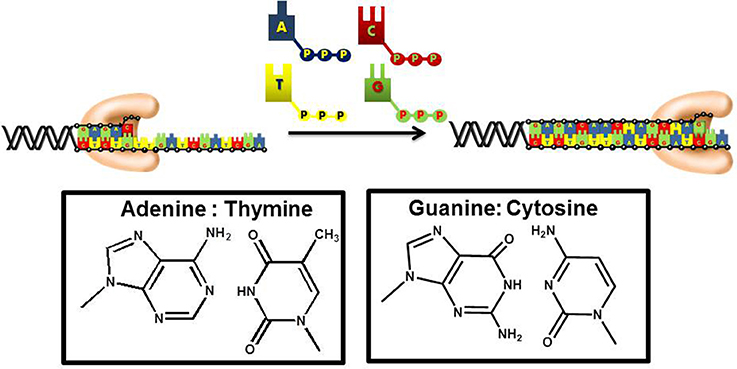 Frontiers | Inhibiting DNA Polymerases as a Therapeutic Intervention against Cancer Frontiers | Inhibiting DNA Polymerases as a Therapeutic Intervention against Cancer