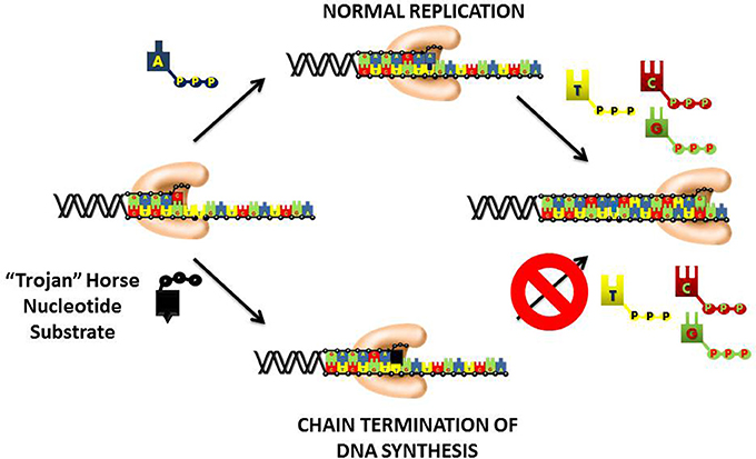 | Inhibiting DNA Polymerases as a Therapeutic Intervention against Cancer