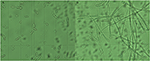 www.frontiersin.org