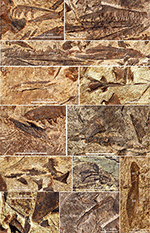 www.frontiersin.org