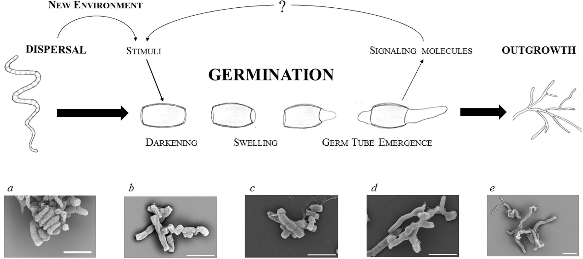 Frontiers | A Waking Review: Old and Novel Insights into the Spore  Germination in Streptomyces