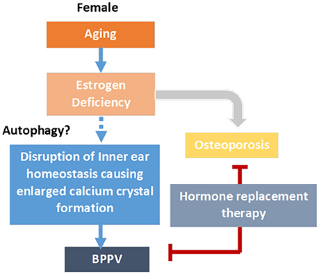 Frontiers  Age-Related Increases in Benign Paroxysmal Positional Vertigo  Are Reversed in Women Taking Estrogen Replacement Therapy: A  Population-Based Study in Taiwan