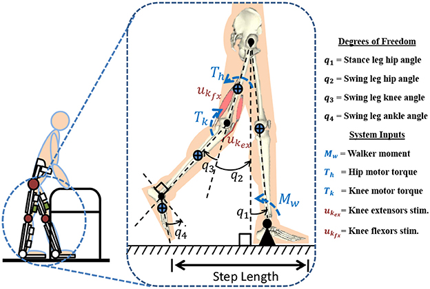 Frontiers A Control Scheme That Uses Dynamic Postural Synergies To Coordinate A Hybrid Walking Neuroprosthesis Theory And Experiments Neuroscience