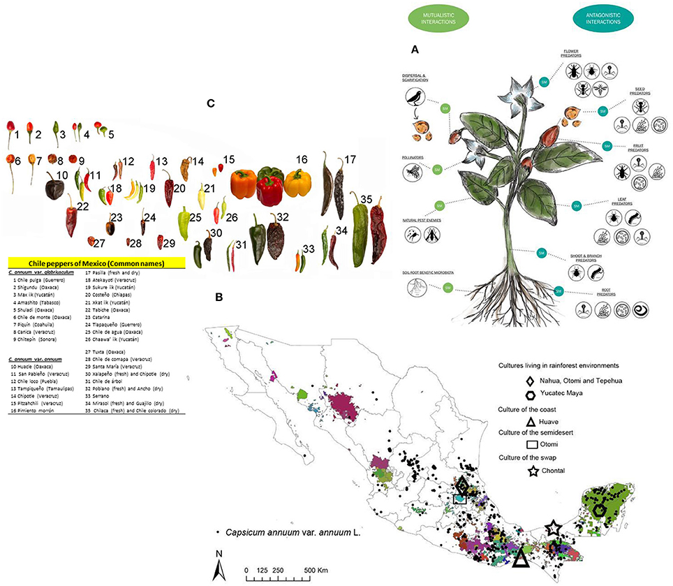 Frontiers  Shifts in Plant Chemical Defenses of Chile Pepper