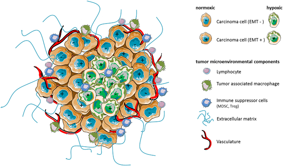 Frontiers | Hypoxic Stress-Induced Tumor and Immune Plasticity ...