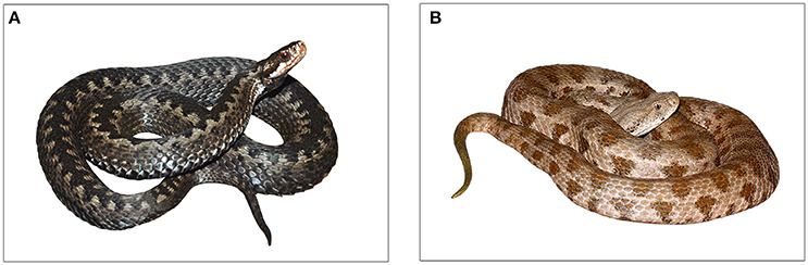 Atheris broadleyi  The Reptile Database