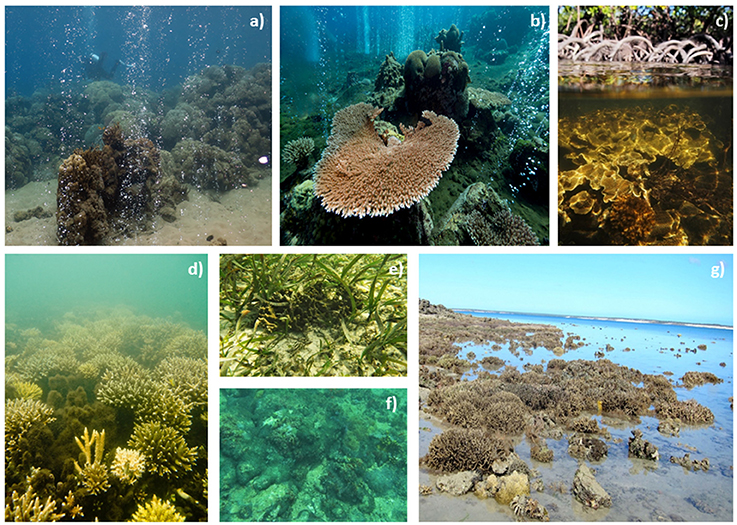 Location of the Brazilian coral-reef regions sensu Spalding et al