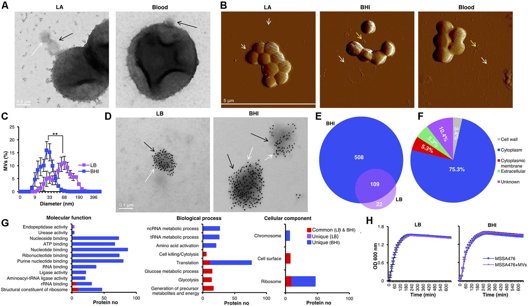 Release of Staphylococcus aureus extracellular vesicles and their  application as a vaccine platform