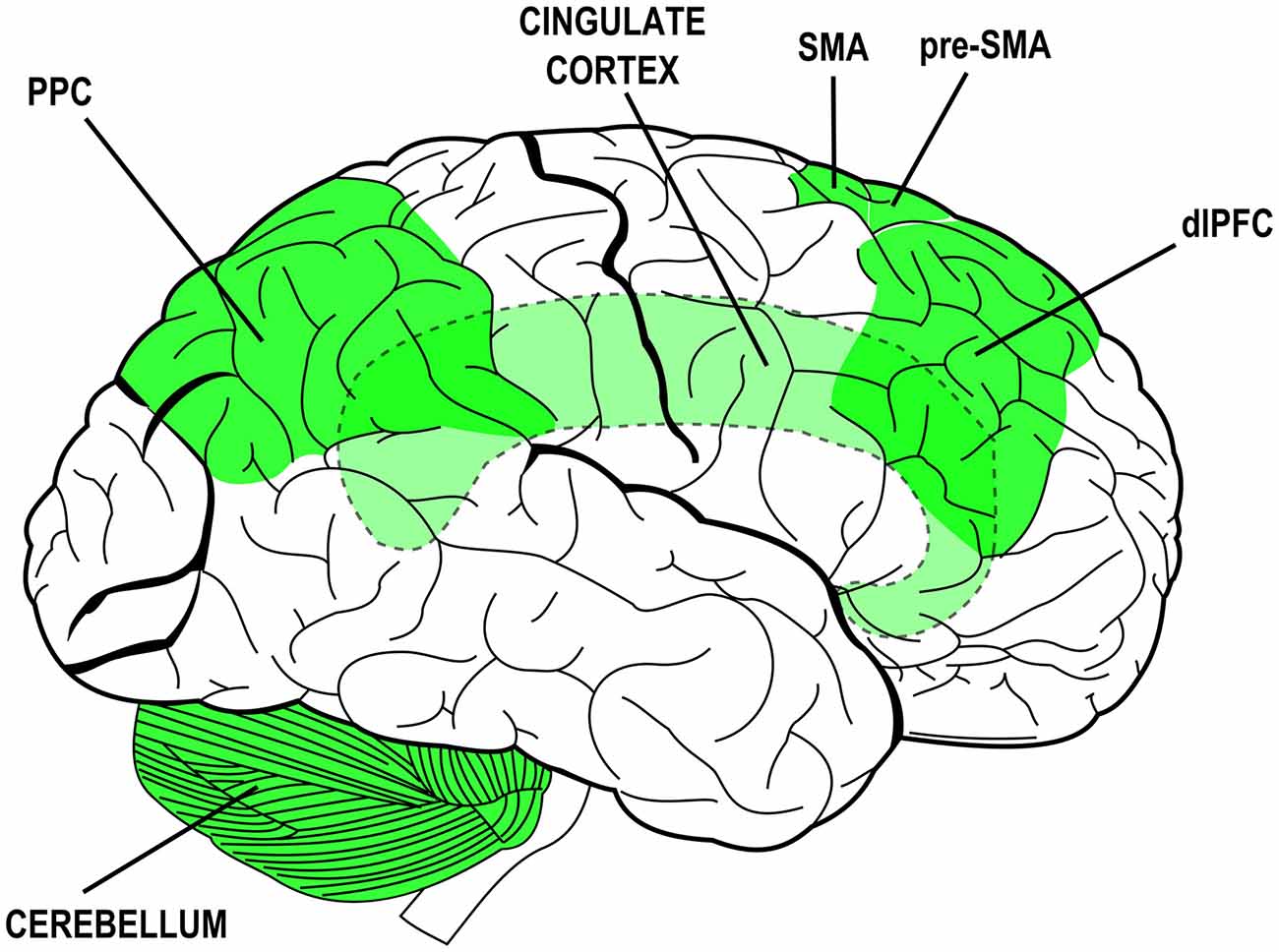 Brain structure. Brain scheme. TDCS cerebellum. Brain structure and functional Connectivity associated with.