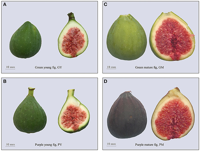 Frontiers | Regulation of Fig (Ficus carica L.) Fruit Color: Metabolomic and Transcriptomic Analyses of Flavonoid Biosynthetic Pathway