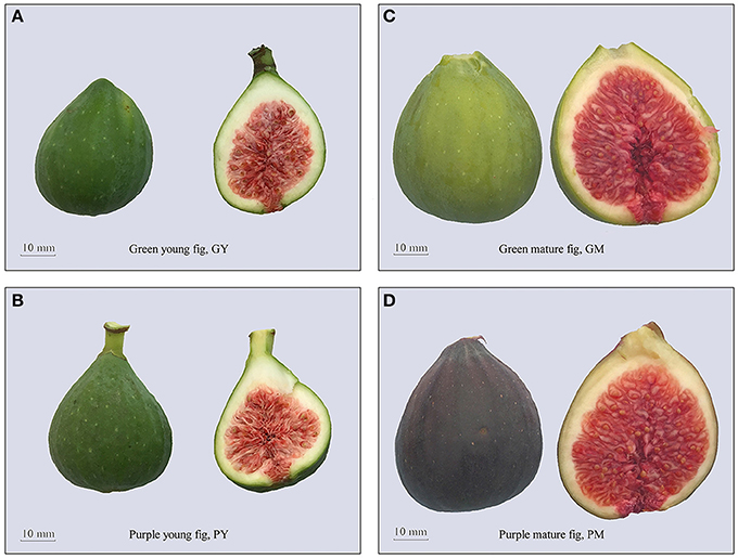 Exploring the Spectrum of Fruits Vocabulary